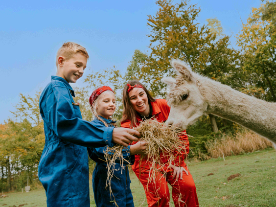 Een gezin in overalls voert samen een witte alpaca een pluk hooi op Vakantiepark Dierenbos.