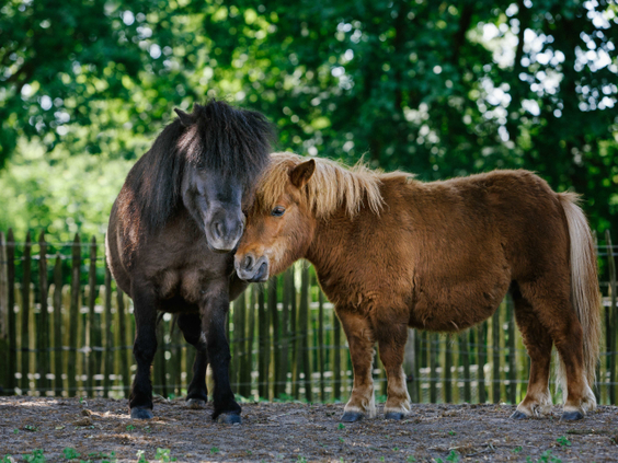 Twee lieve shetlandpony's, een donkere en een bruine, die knuffelen in de wei op Vakantiepark Dierenbos.
