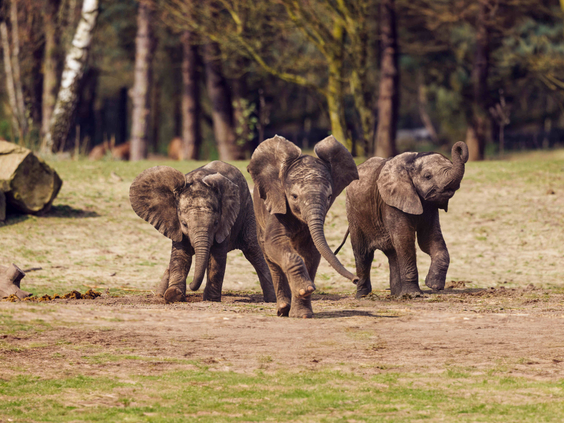 Drie kleine baby olifantjes lopen samen door het savanne landschap van Safaripark Beekse Bergen, vlakbij Vakantiepark Dierenbos.