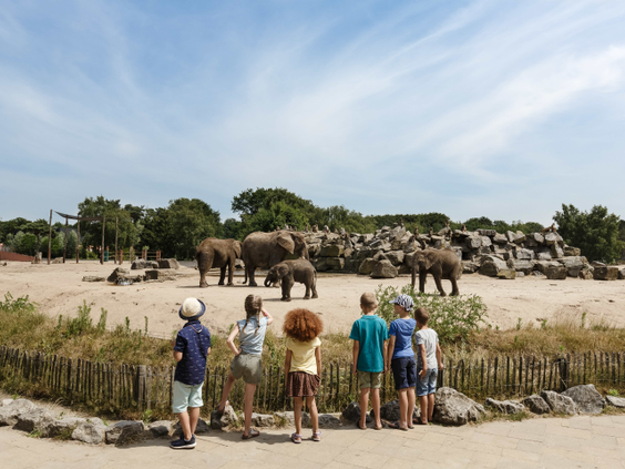 Een groep kinderen kijkt naar de olifanten in Safaripark Beekse Bergen, een attractie die gratis toegankelijk is vanaf Vakantiepark Dierenbos.