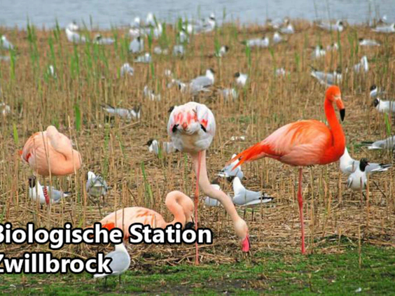 Wilde flamingo's in het natuurgebied Zwillbrocker Venn nabij Eibergen
