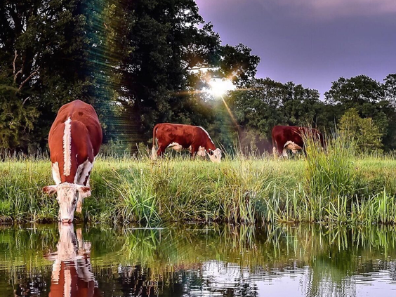 Roodbonte koeien grazen in een weiland langs het water van de rivier de Regge, tijdens zonsondergang in de omgeving van Vakantiepark Molke.