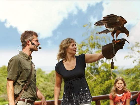 Een familie kijkt vol bewondering naar een grote roofvogel tijdens de roofvogelshow in Wildparadies Tripsdrill.