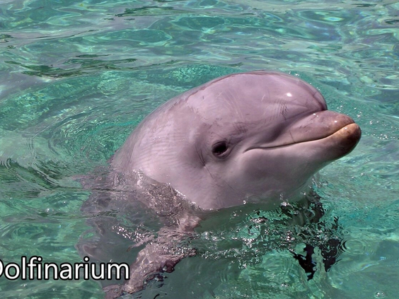 Een dolfijn in het water bij het Dolfinarium in Harderwijk