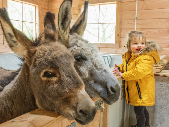 Een klein meisje in een gele jas aait twee nieuwsgierige ezels op de kinderboerderij van Center Parcs Park Hochsauerland.