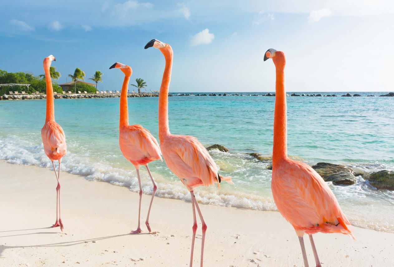 Eden Beach Resort