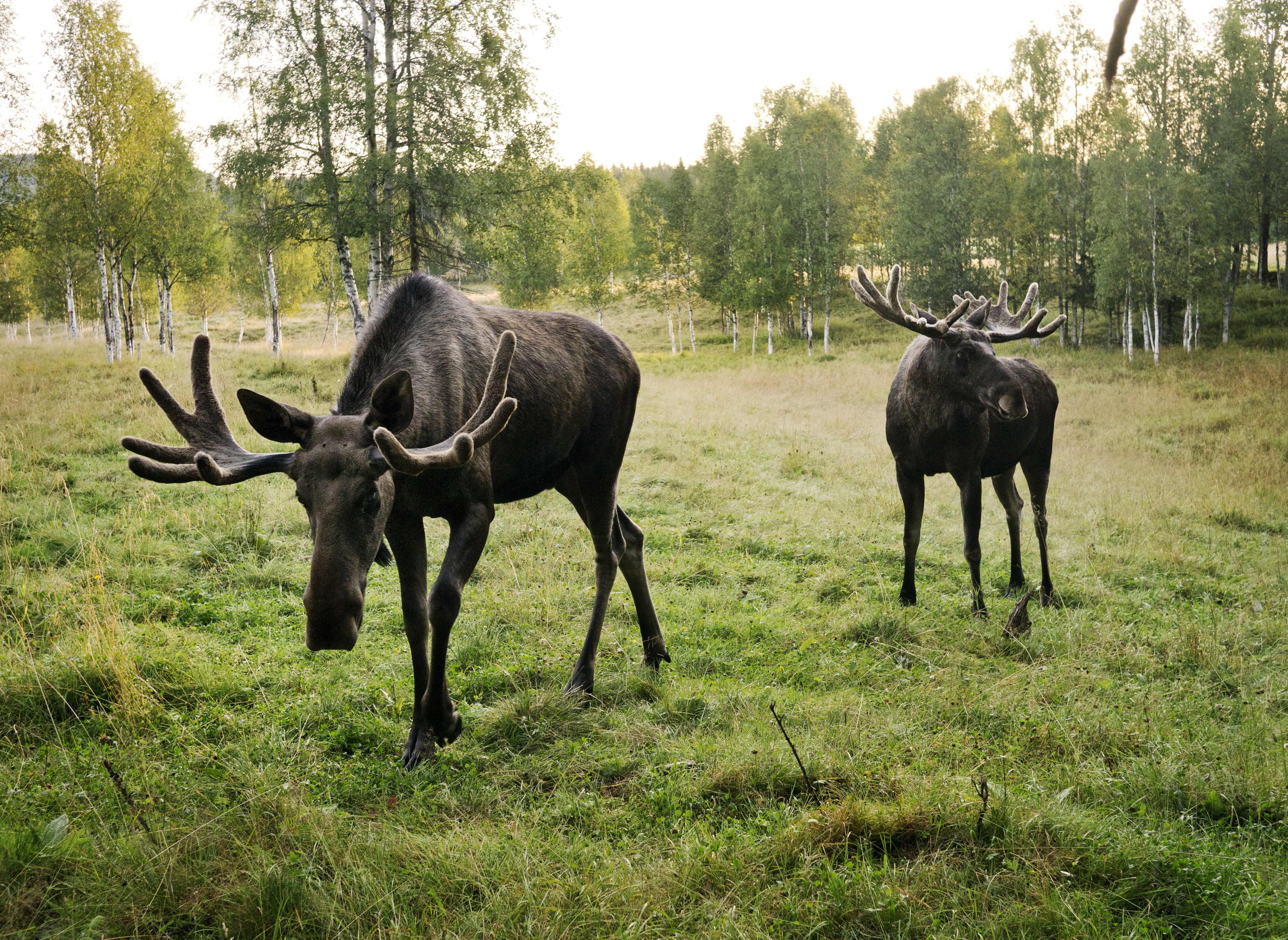 17-daagse autorondreis 'Nils' door Zweden