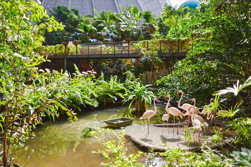 Een groep roze flamingo's staat bij het water in het weelderige, groene indoor tropisch regenwoud van Tropical Islands.