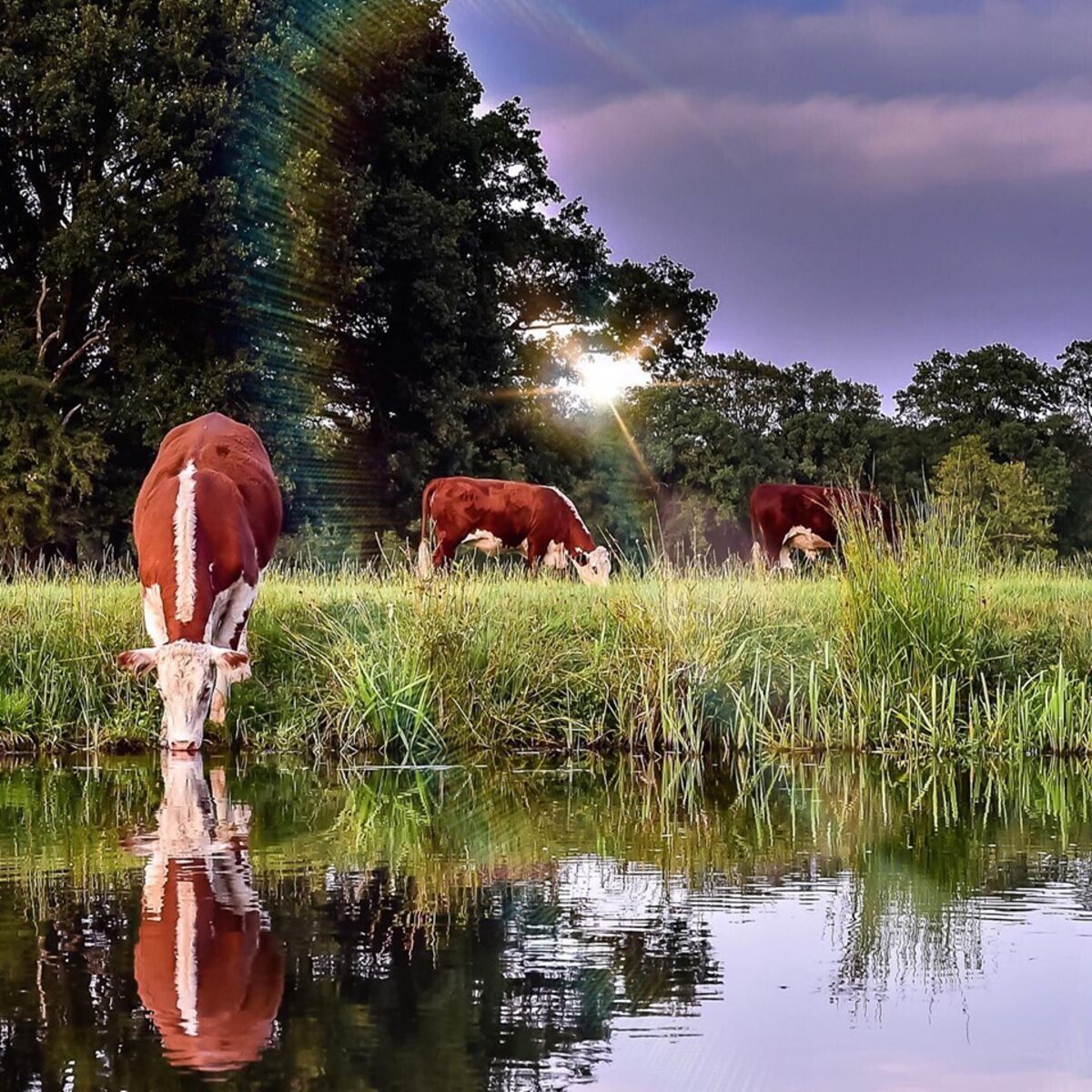 Roodbonte koeien grazen in een weiland langs het water van de rivier de Regge, tijdens zonsondergang in de omgeving van Vakantiepark Molke.